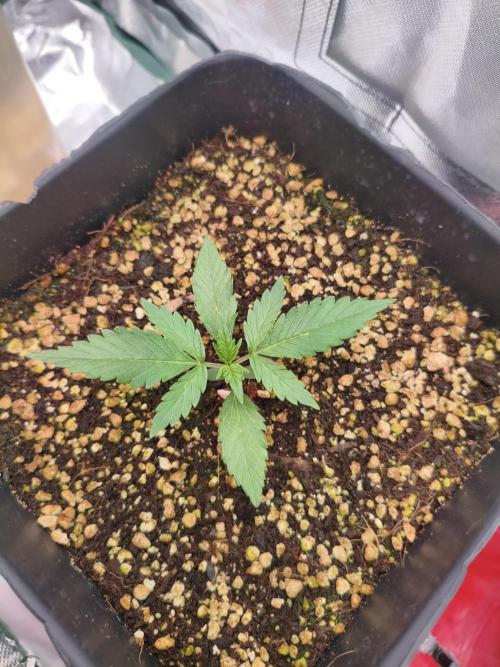 Guava Auto. Week 2