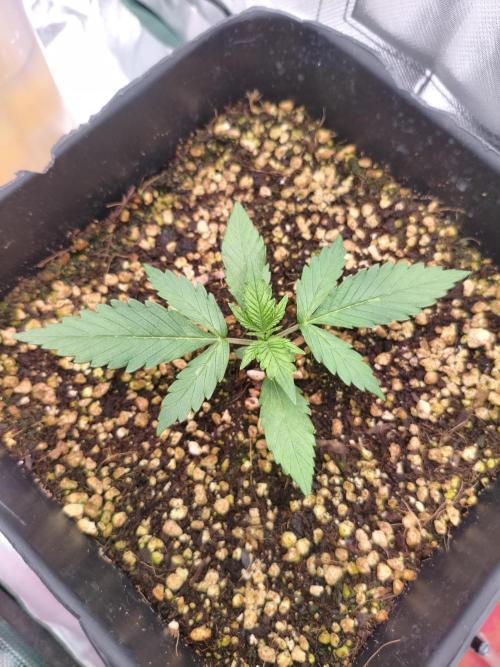 Guava Auto. Week 3