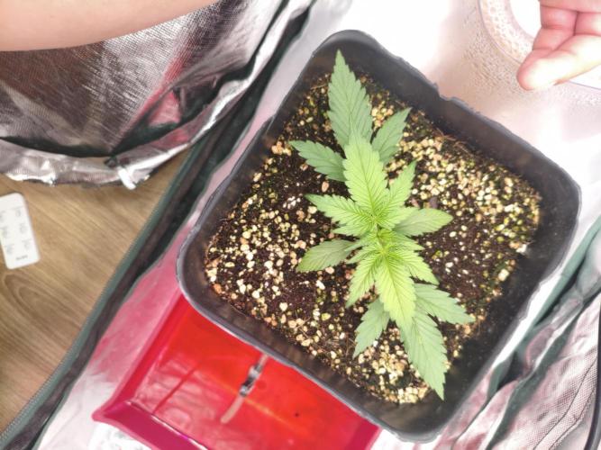 Guava Auto. Week 4