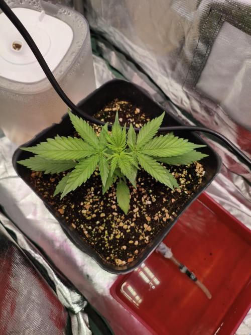 Guava auto. Week 4