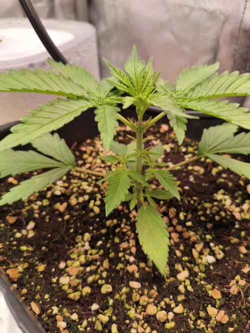 Guava Auto. Week 4
