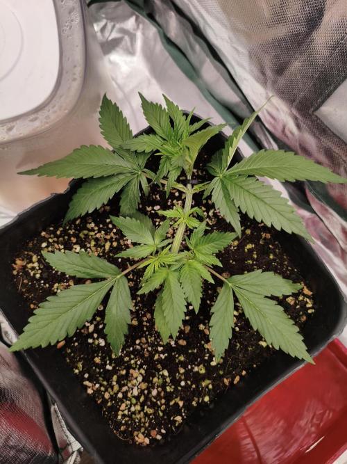 Guava Auto. Week 4