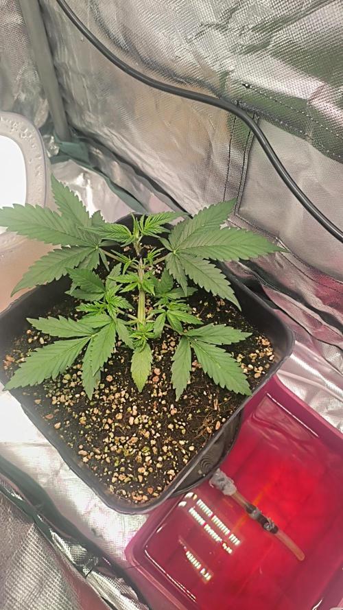 Guava Auto. Week 4