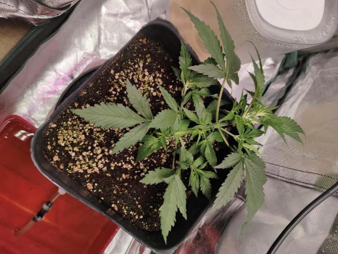 Guava Auto. Week 5