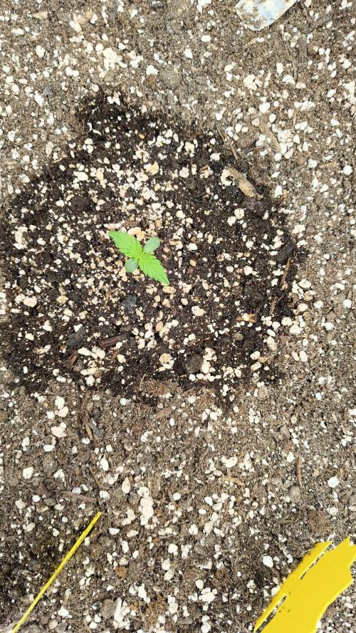 Luchando x Blanco. Week 0 - Day 4