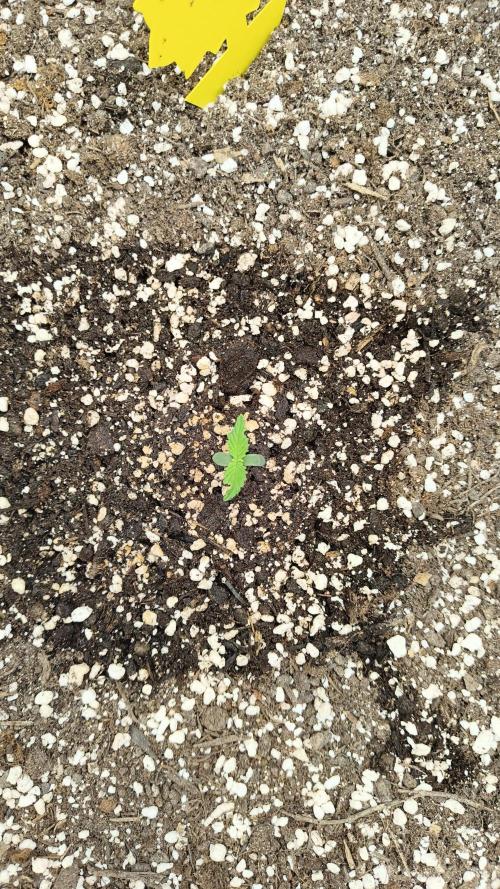 Luchando x Blanco. Week 0 - Day 4