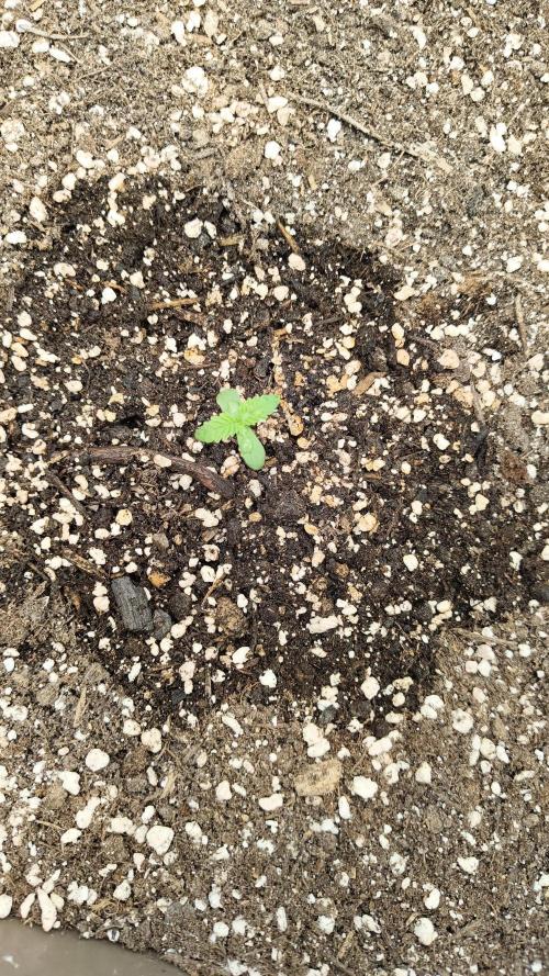 Luchando x Blanco. Week 0 - Day 4