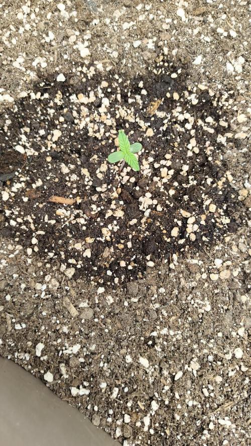 Luchando x Blanco. Week 0 - Day 4