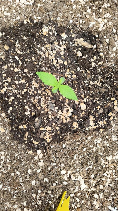 Luchando x Blanco. Week 1 - Day 7