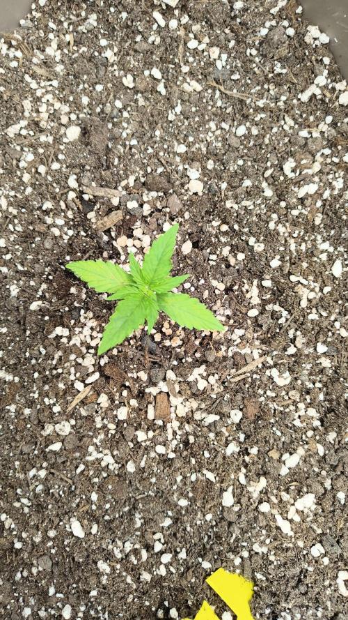 Luchando x Blanco. Week 2 - D14