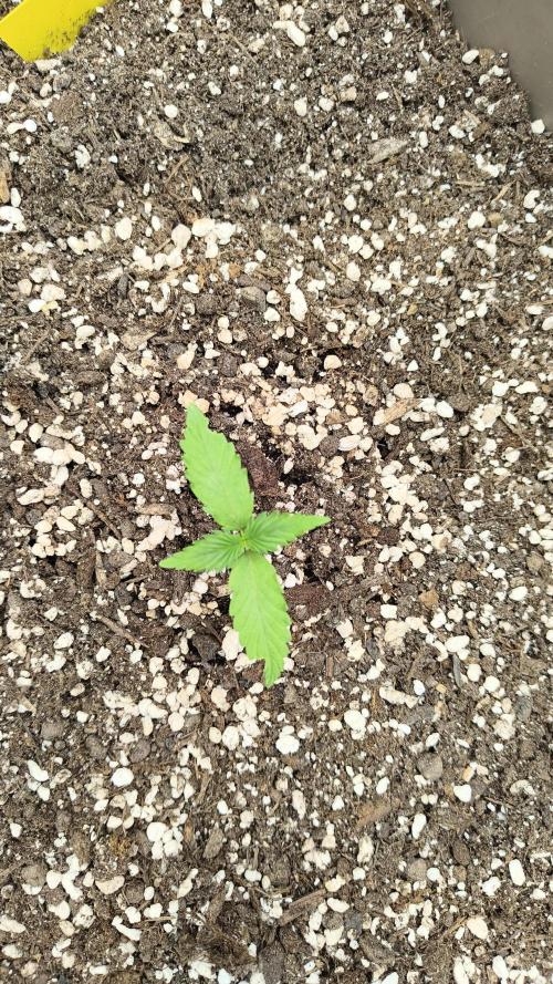 Luchando x Blanco. Week 2 - D14