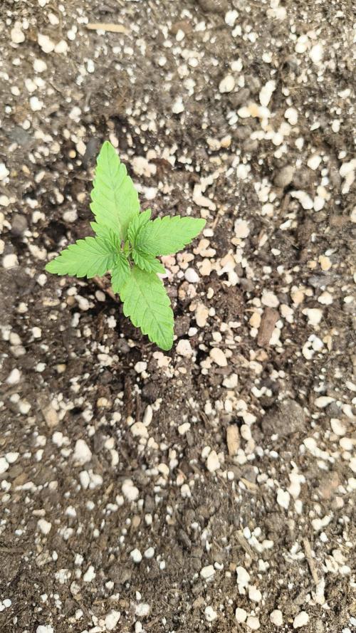 Luchando x Blanco. Week 2 - D14