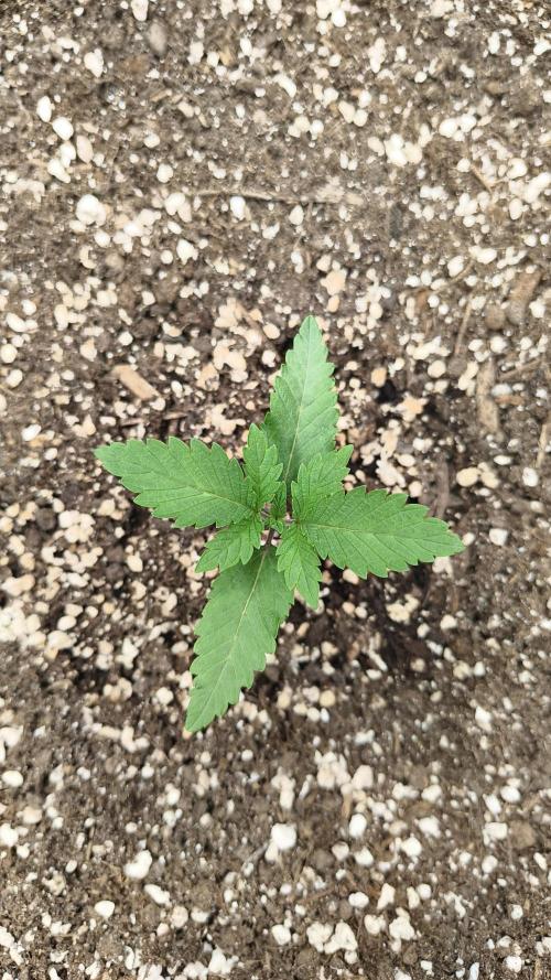 Luchando x Blanco. Week 2 - D14