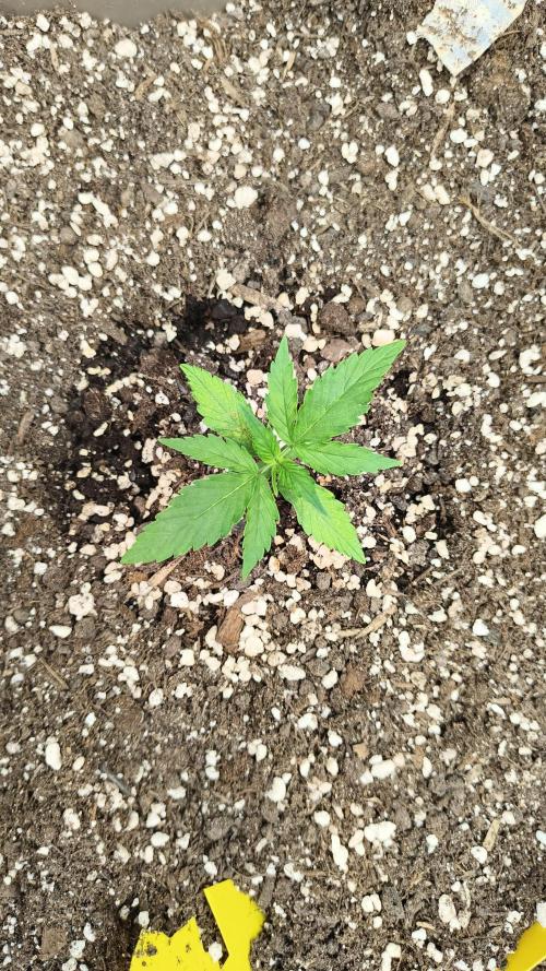 Luchando x Blanco. Week 3 - D15