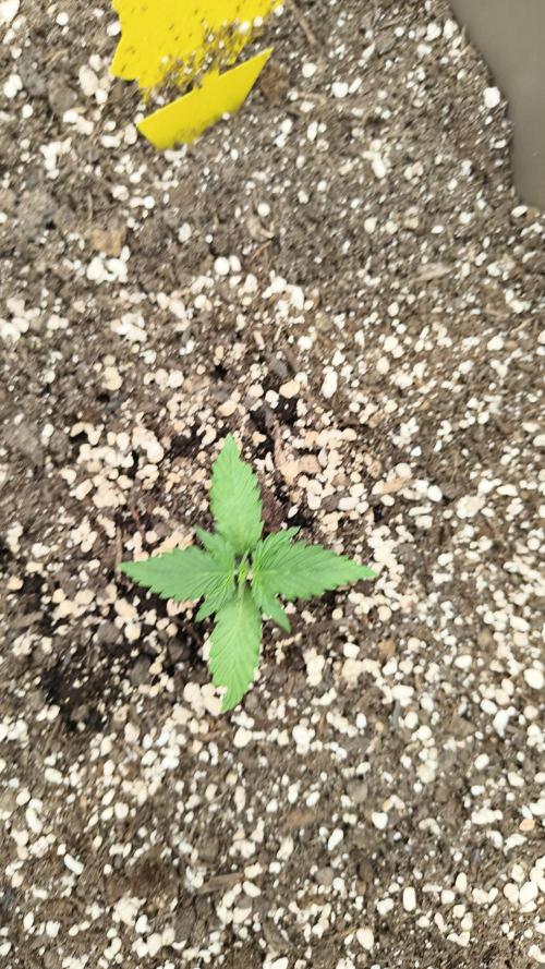Luchando x Blanco. Week 3 - D15