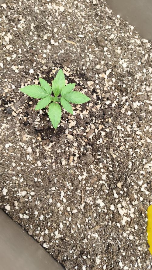 Luchando x Blanco. Week 3 - D15