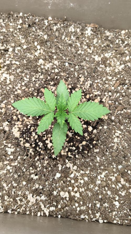 Luchando x Blanco. Week 3 - D15