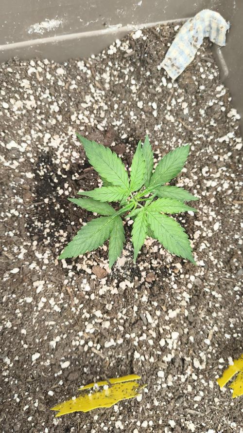 Luchando x Blanco. Week 3 - D20