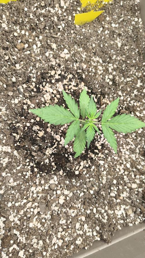 Luchando x Blanco. Week 3 - D20