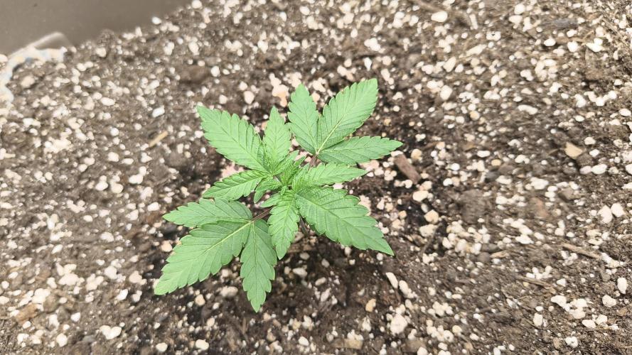 Luchando x Blanco. Week 3 - D20