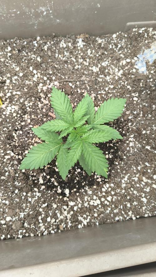 Luchando x Blanco. Week 3 - D20