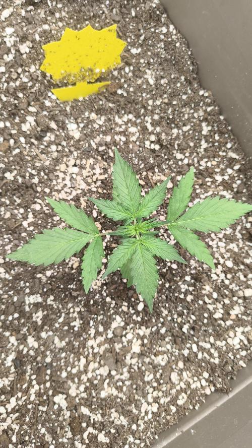 Luchando x Blanco. Week 4 - D21