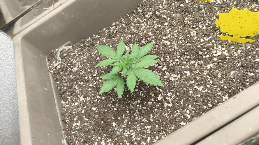 Luchando x Blanco. Week 4 - D21