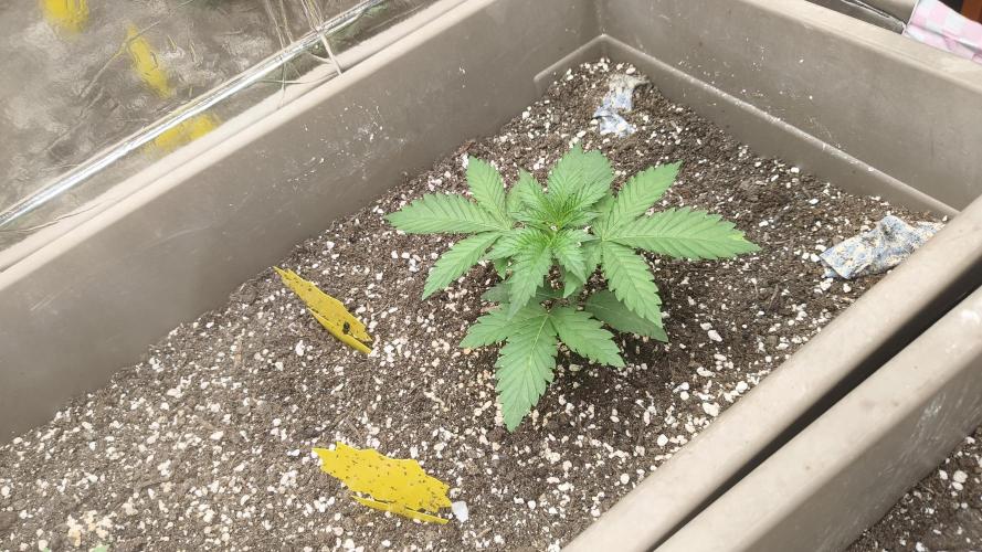 Luchando x Blanco. Week 4 - D21