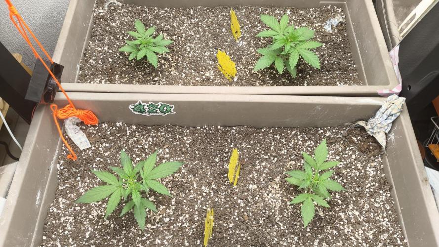 Luchando x Blanco. Week 4 - D21
