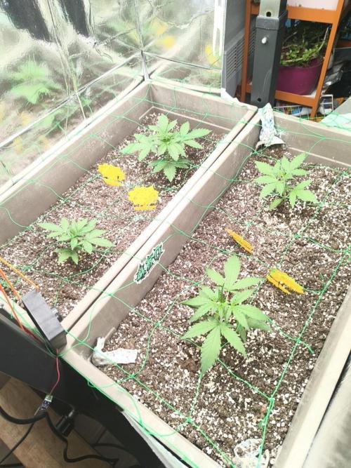 Luchando x Blanco. Week 4 - D22