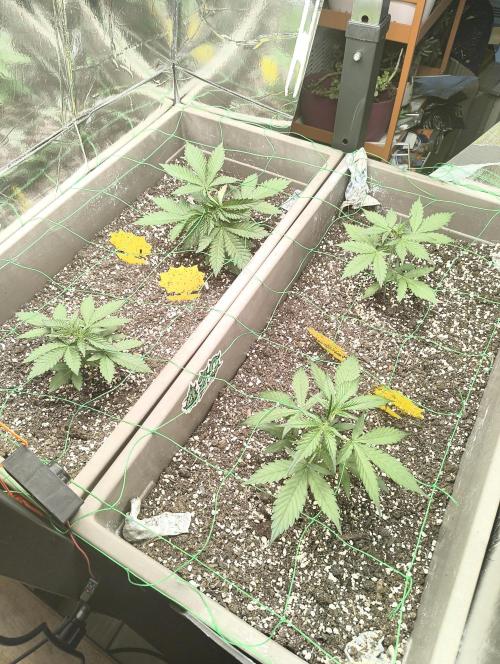 Luchando x Blanco. Week 4 - D24