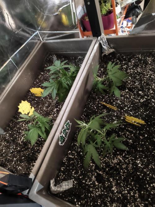 Luchando x Blanco. Week 4 - D25 doing some LST
