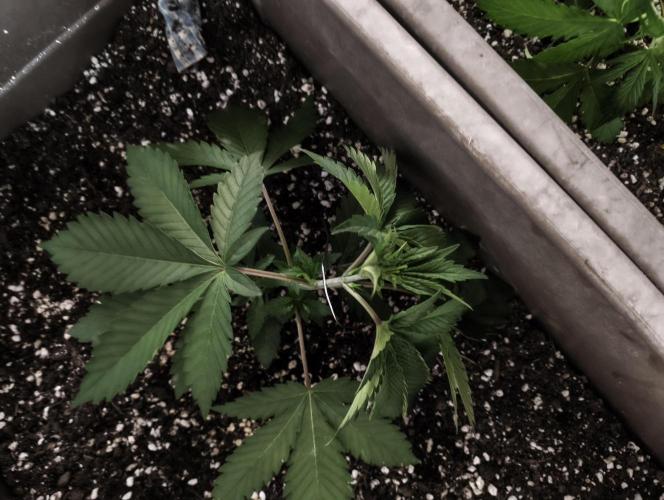 Luchando x Blanco. Week 4 - d25