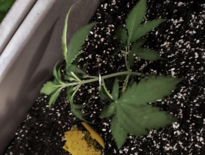Luchando x Blanco. Week 4 - d25