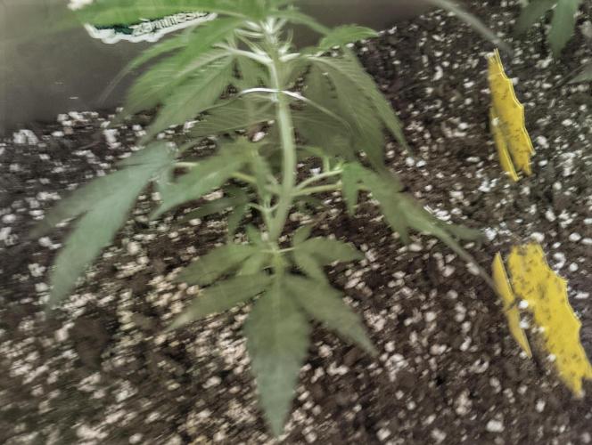 Luchando x Blanco. Week 4 - d25