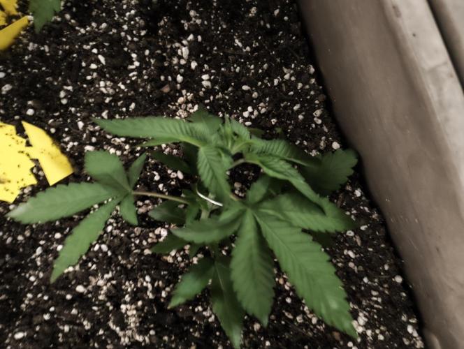 Luchando x Blanco. Week 4 - d25