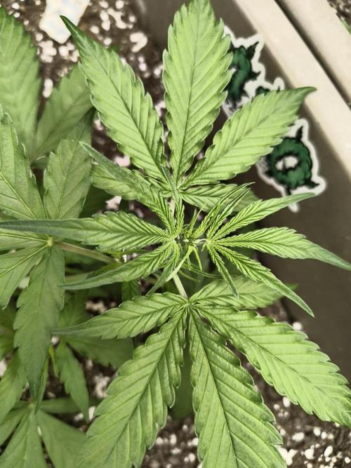 Luchando x Blanco. Week 4 - d26 morning I think I identify the autos