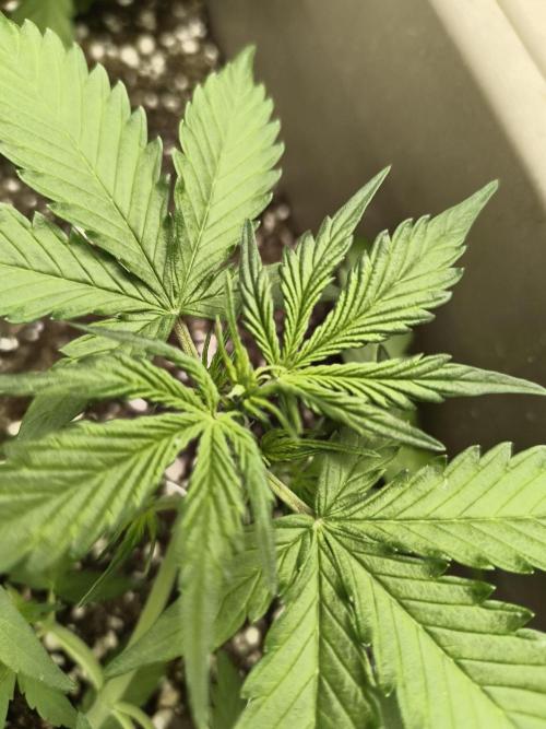 Luchando x Blanco. Week 4 - d26
