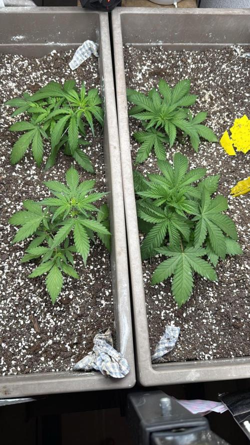 Luchando x Blanco. Week 4 - d27