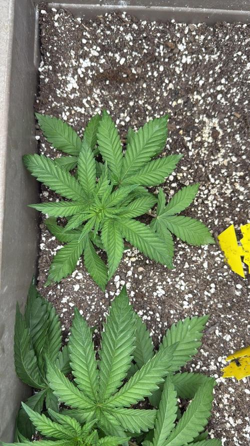 Luchando x Blanco. Week 4 - d27