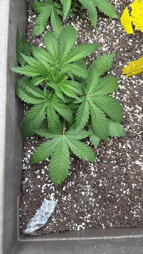 Luchando x Blanco. Week 4 - d27