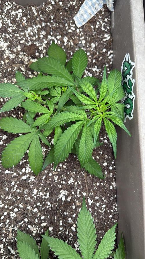 Luchando x Blanco. Week 4 - d27
