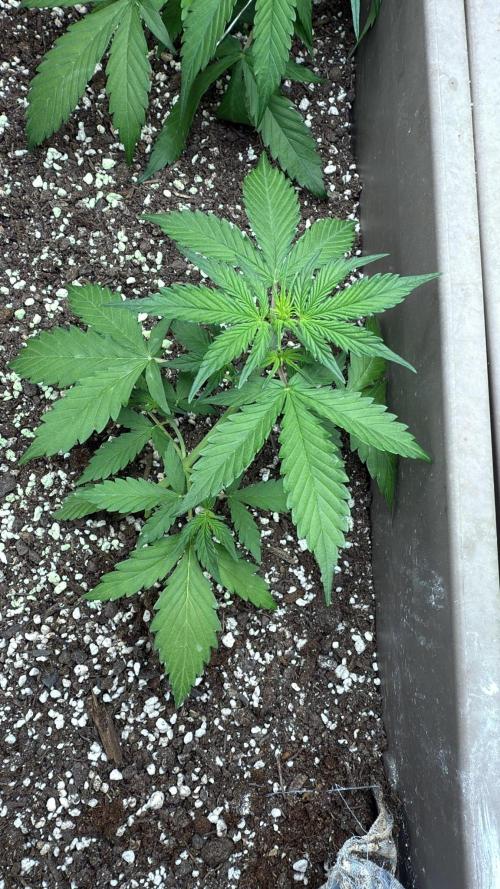 Luchando x Blanco. Week 4 - d27