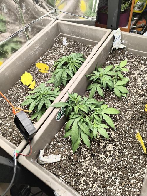 Luchando x Blanco. Week 5 - D28