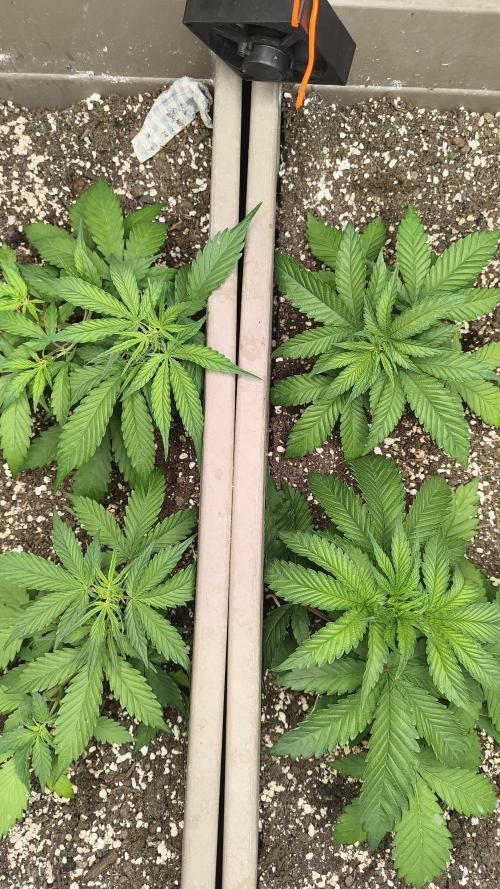 Luchando x Blanco. Week 5 - D29
