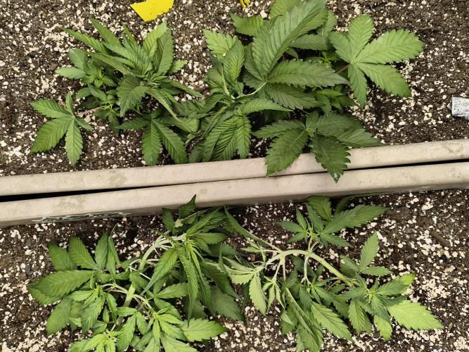 Luchando x Blanco. Week 5 - D29 second LST