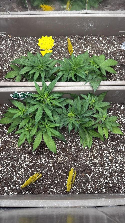 Luchando x Blanco. Week 5 - D31