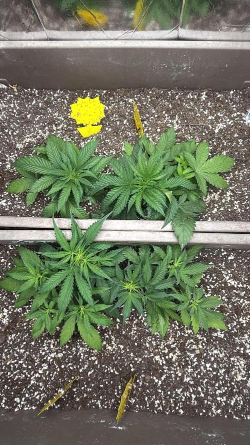 Luchando x Blanco. Week 5 - D31