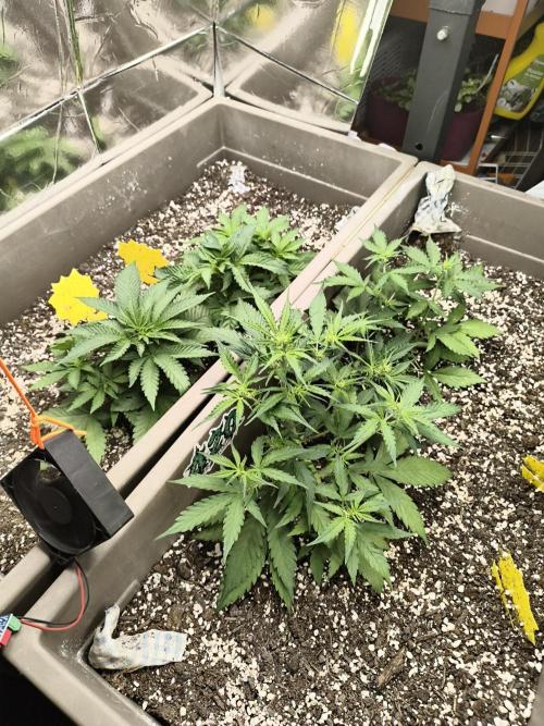 Luchando x Blanco. Week 5 - D35