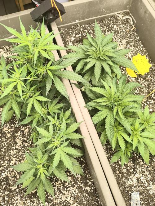 Luchando x Blanco. Week 6 - D35
